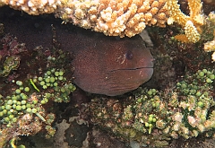 IMG_0956rf_Maldives_Madoogali_House reef_Murene javanaise_Gymnothorax javanicus